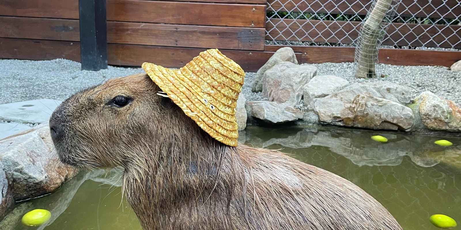 photo of a capybara with a straw hat