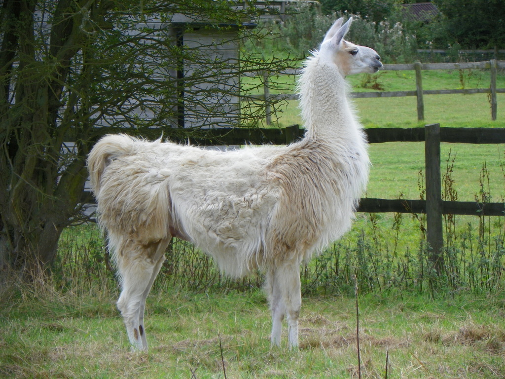 photo of white llama