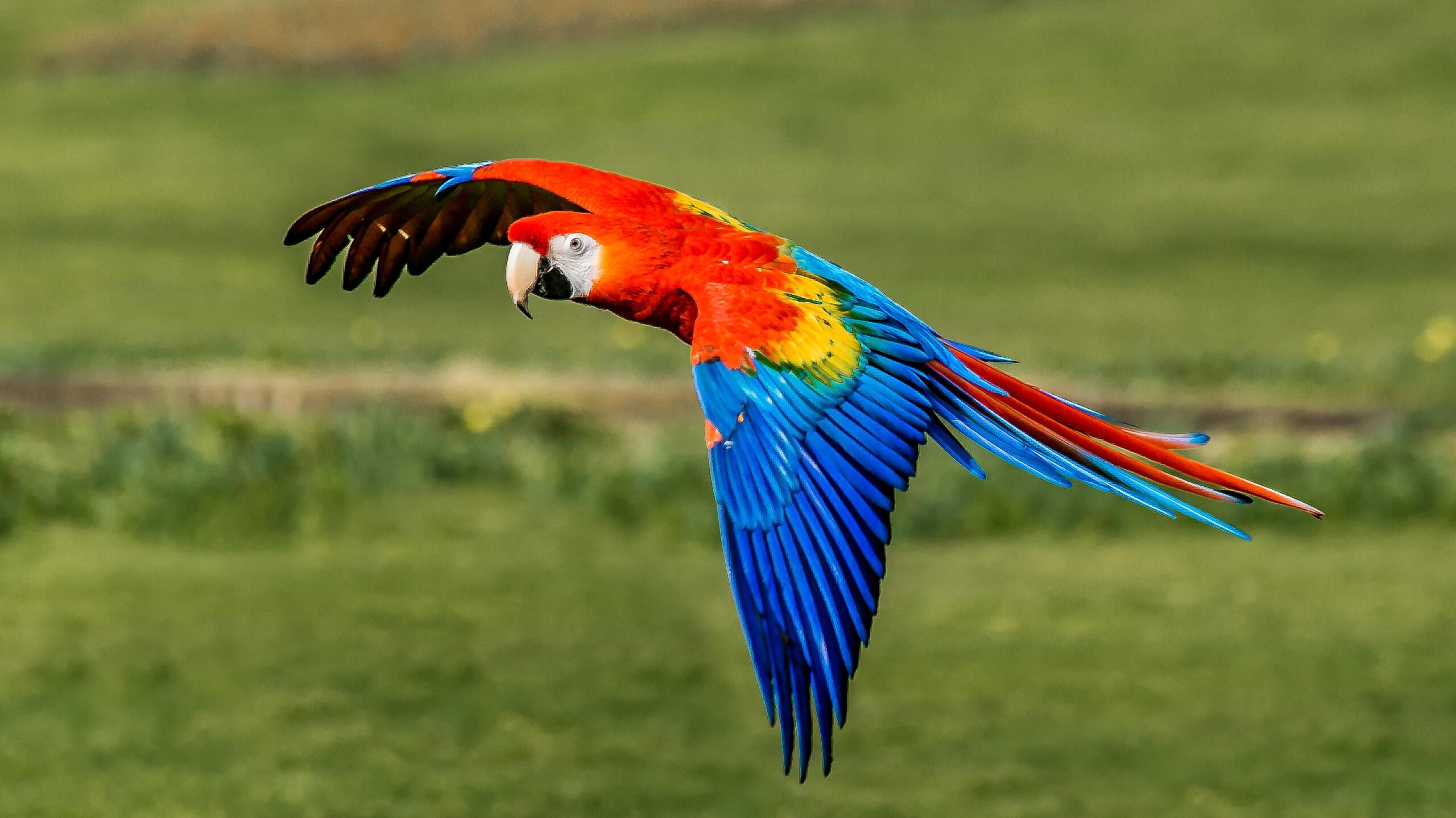 photo of scarlet macaw
