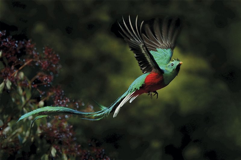 quetzal bird in flight
