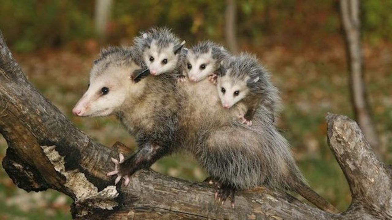 opossum with babies