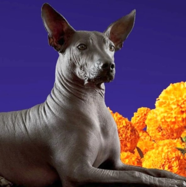 image of a Xoloitzcuintli or mexican hairless dog